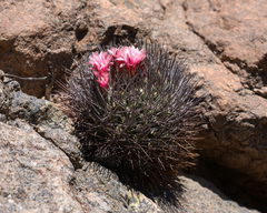 Eriosyce paucicostata paucicostata