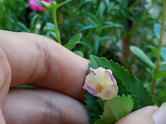 Torenia fordii