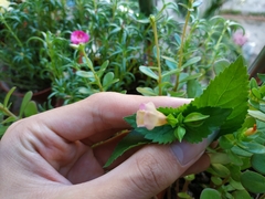 Torenia fordii