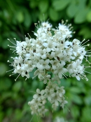 Valeriana sitchensis