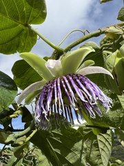 Passiflora ligularis ligularis