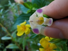 Torenia fordii