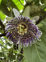 Passiflora ligularis ligularis