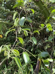 Passiflora alnifolia