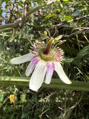 Passiflora alnifolia