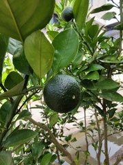 Citrus deliciosa