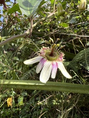 Passiflora alnifolia