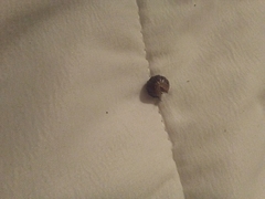 Armadillidium vulgare