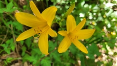 Hemerocallis hakuunensis