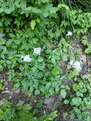 Valeriana sitchensis