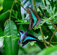 Graphium sarpedon luctatius