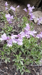 Penstemon fruticosus fruticosus