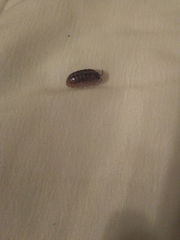 Armadillidium vulgare