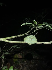 Bothrops bilineatus
