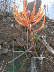 Erythrina leptorhiza