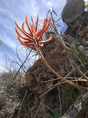 Erythrina leptorhiza