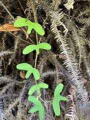 Passiflora lancearia