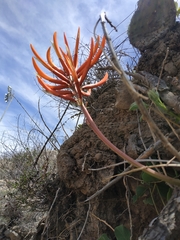 Erythrina leptorhiza