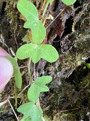 Passiflora lancearia