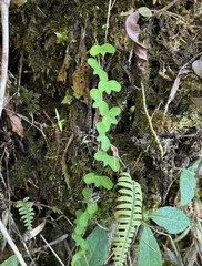 Passiflora lancearia