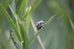 Macrodactylus mexicanus