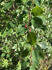 Amelanchier arborea arborea