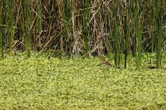 Ixobrychus cinnamomeus