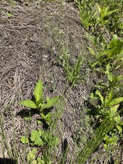 Arabidopsis thaliana