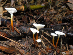 Mycena subulifera