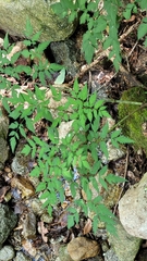 Angelica dahurica