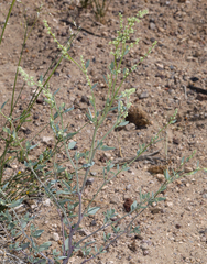 Chenopodium nevadense