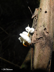 Mycena subulifera