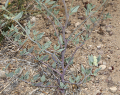 Chenopodium nevadense