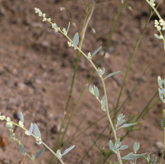Chenopodium nevadense