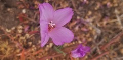 Clarkia bottae