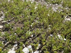 Matricaria discoidea