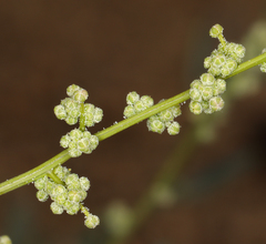 Chenopodium nevadense