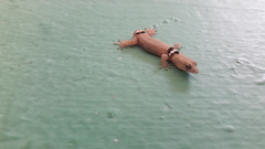 Sphaerodactylus glaucus