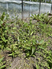 Myosotis arvensis