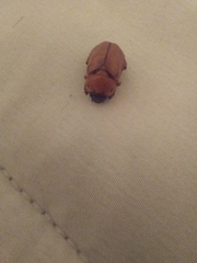 Cyclocephala pasadenae