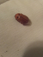 Cyclocephala pasadenae