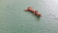 Sphaerodactylus glaucus