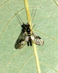 Atrichops crassipes