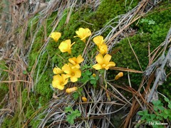 Oxalis perdicaria