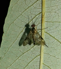 Atrichops crassipes