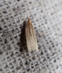 Helcystogramma hystricella