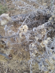 Krascheninnikovia lanata