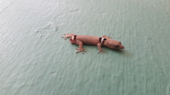 Sphaerodactylus glaucus