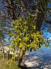 Notothixos subaureus