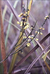 Sphaerolobium vimineum